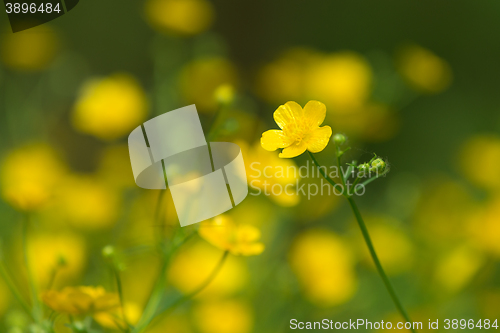 Image of marsh-marigold first yellow flowers spring