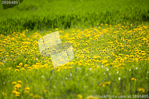 Image of Yellow dandelion on a green background