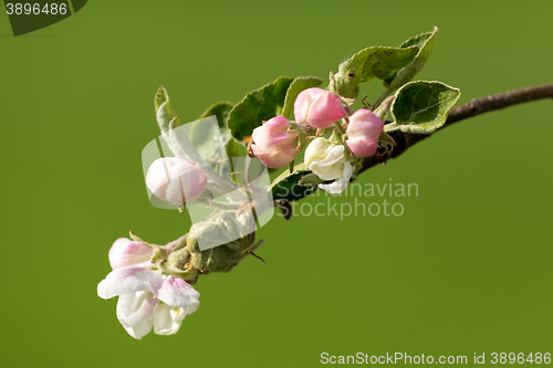 Image of blooming flowering apple in spring
