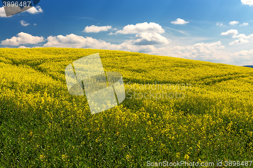 Image of Beautiful summer rural landscape