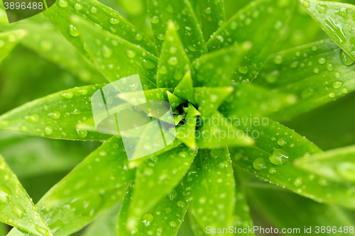 Image of water drops on green plant leaf