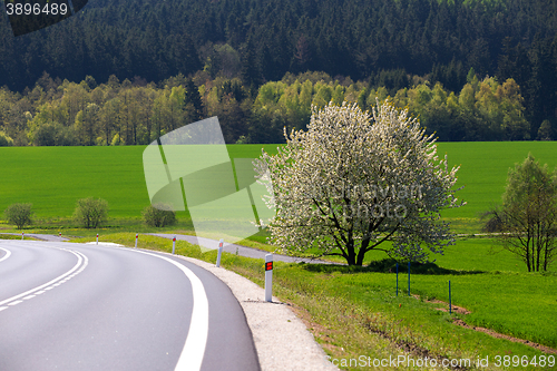 Image of spring flowering tree in countryside