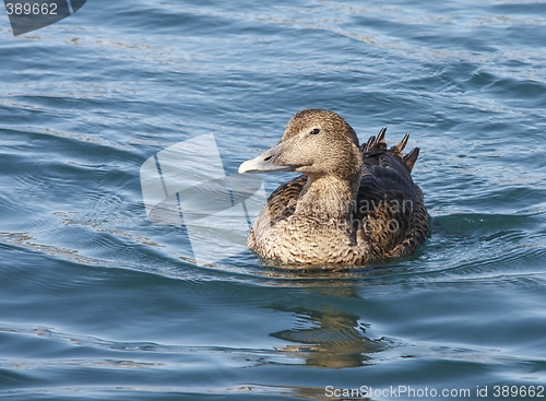 Image of Common eider,