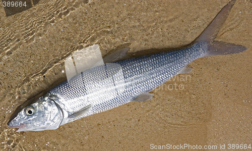 Image of bonefish