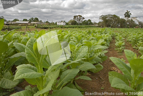 Image of tobacco