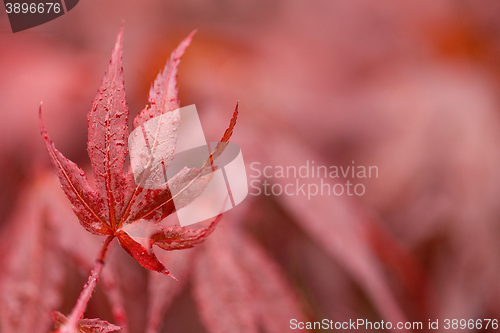 Image of water drops on red mapple leaf 