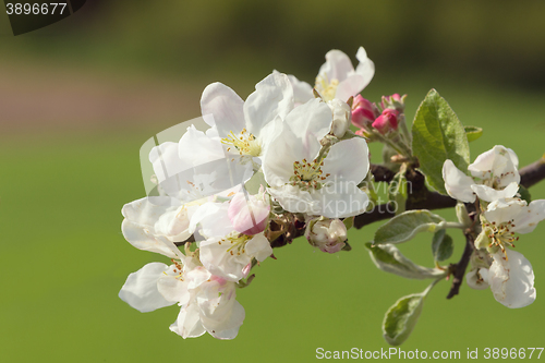 Image of blooming flowering apple in spring