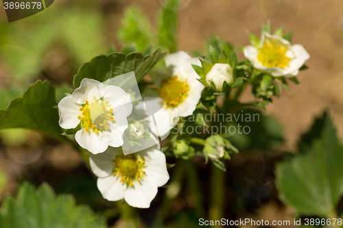 Image of Woodland strawberry flowering