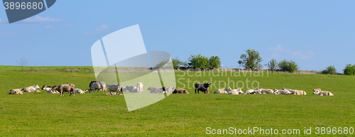 Image of Herd of cows at spring green field