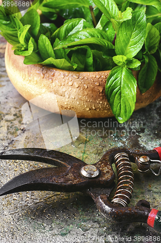 Image of mint leaves and secateurs