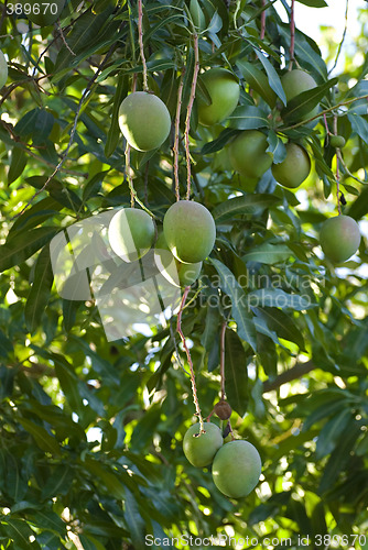 Image of mango