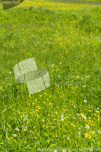 Image of meadow at springtime