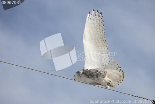 Image of Snowy Owl in Flight 