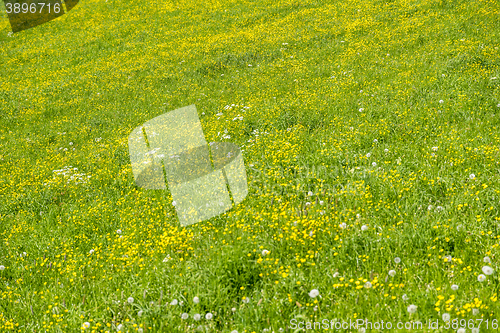 Image of meadow at springtime