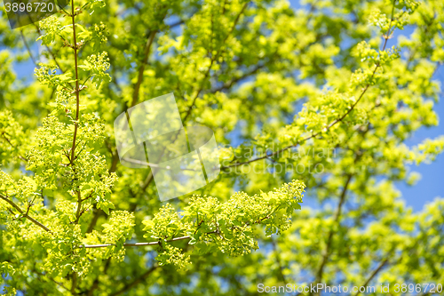 Image of sunny tree detail