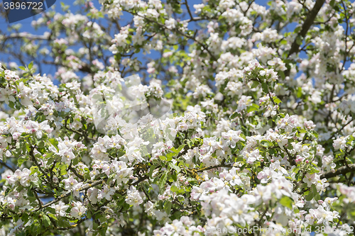 Image of apple blossoms