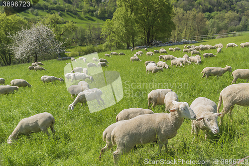 Image of sheep at spring time