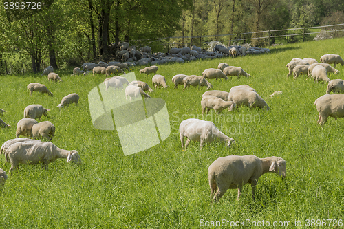 Image of sheep at spring time