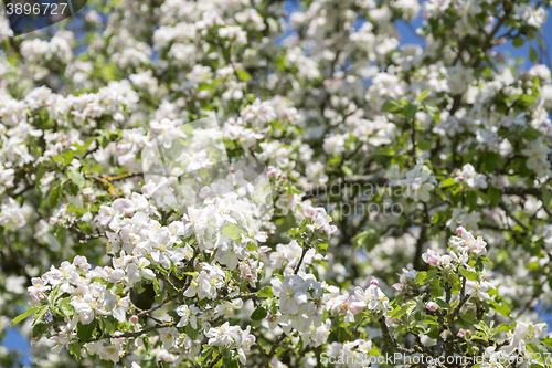 Image of apple blossoms