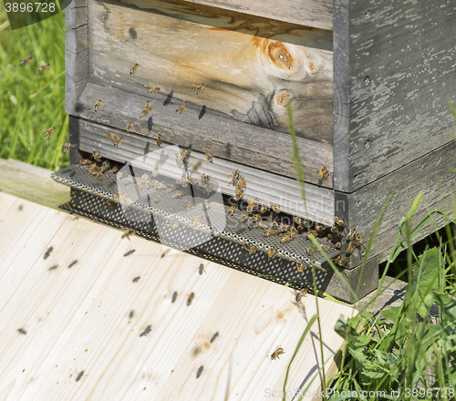Image of beehive with bees