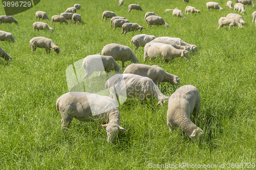 Image of sheep at spring time