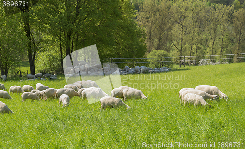 Image of sheep at spring time