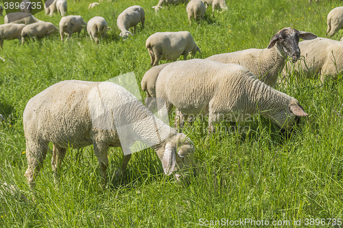 Image of sheep at spring time