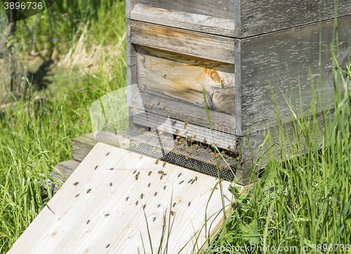 Image of beehive with bees