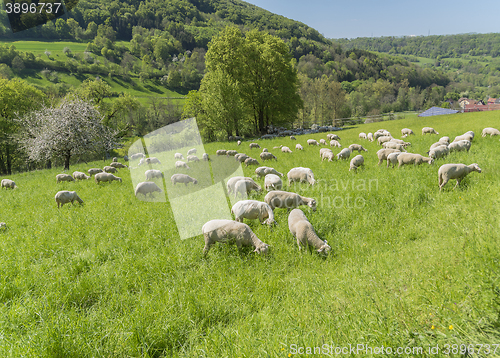 Image of sheep at spring time