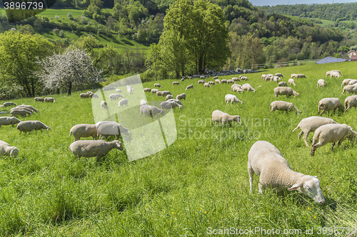 Image of sheep at spring time