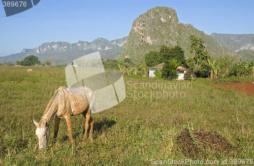 Image of vinales