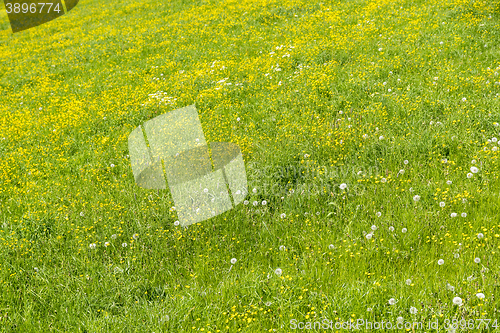 Image of meadow at springtime