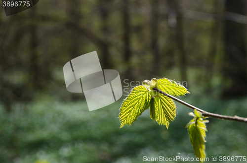 Image of New hazel leaves closeup