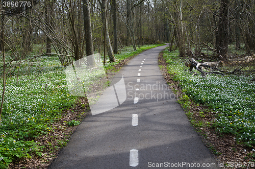 Image of Walkway surrounded of spring flowers