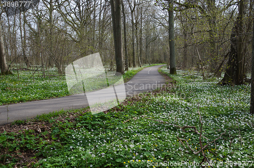 Image of Spring by a walkway 