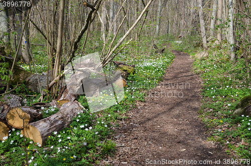 Image of Cut tree trunk by a footpath