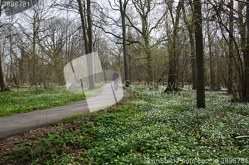 Image of Recreational walk at spring