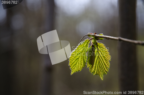 Image of New hazel leaves closeup