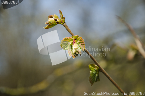 Image of Twig with new hazel leaves