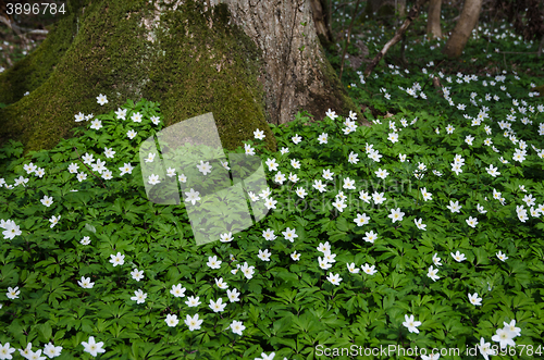 Image of Blossom windflowers