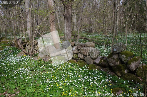 Image of Spring in the woods