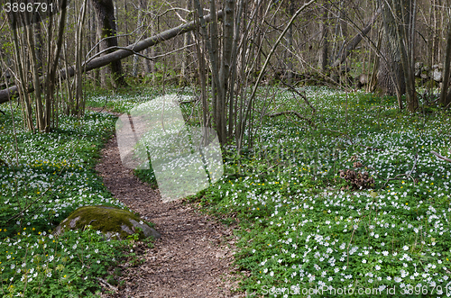 Image of Footpath through a flower covered forest