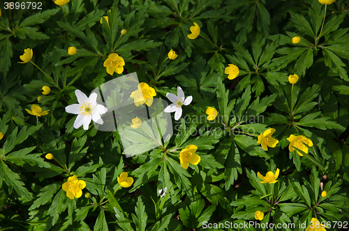 Image of Fresh spring flowers