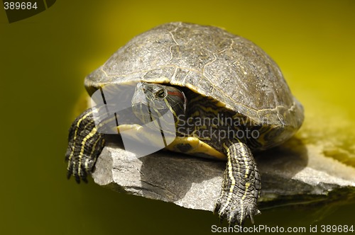 Image of turtle is sunbathing