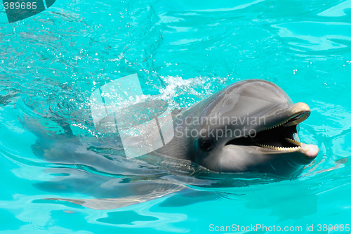 Image of Happy smiling dolphin