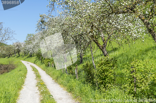 Image of field path at spring time
