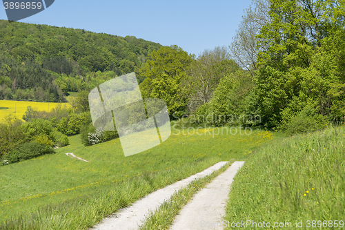 Image of field path at spring time
