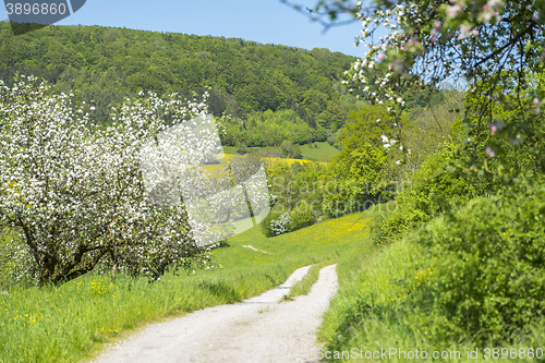 Image of field path at spring time