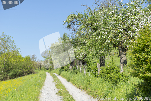 Image of field path at spring time