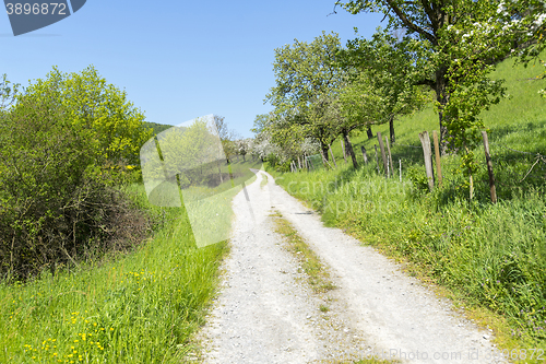 Image of field path at spring time